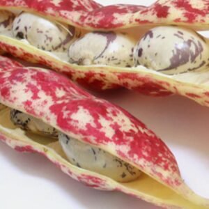 Close-up of pink and white seed pods with white and gray beans inside