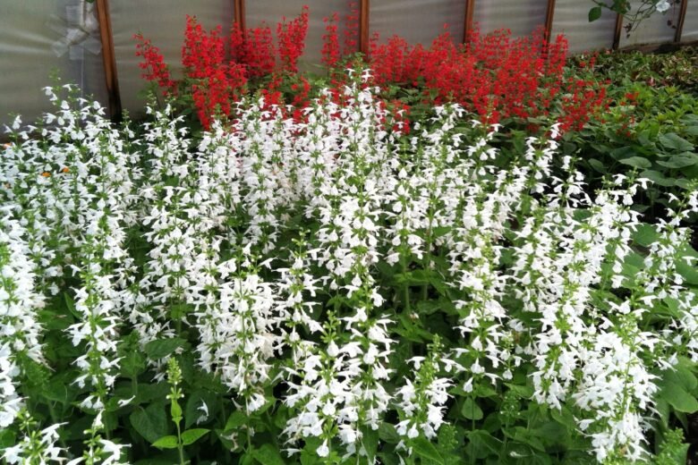 White and red penstemon plants