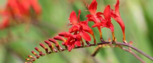 Red flowers.