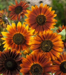 Multiheaded sunflowers with yellow borders on deep orange petals. Centers are brown with tiny yellow spots. Called Earthwalker Sunflower.