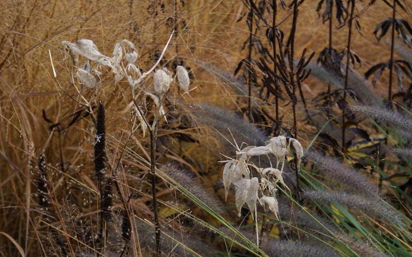 field of dying plants with seedbeds